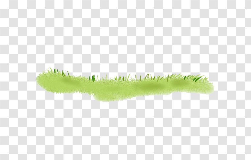 Hand Painted Green Grass - Organism Transparent PNG