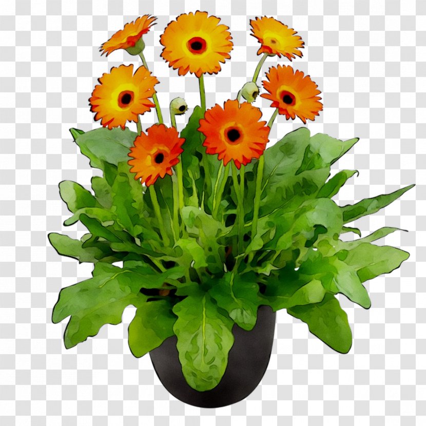 Floral Design Transvaal Daisy Cut Flowers - Plant - English Marigold Transparent PNG