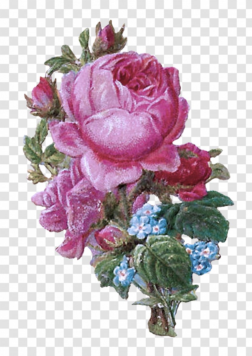 Garden Roses - Pink - Petal Rose Family Transparent PNG