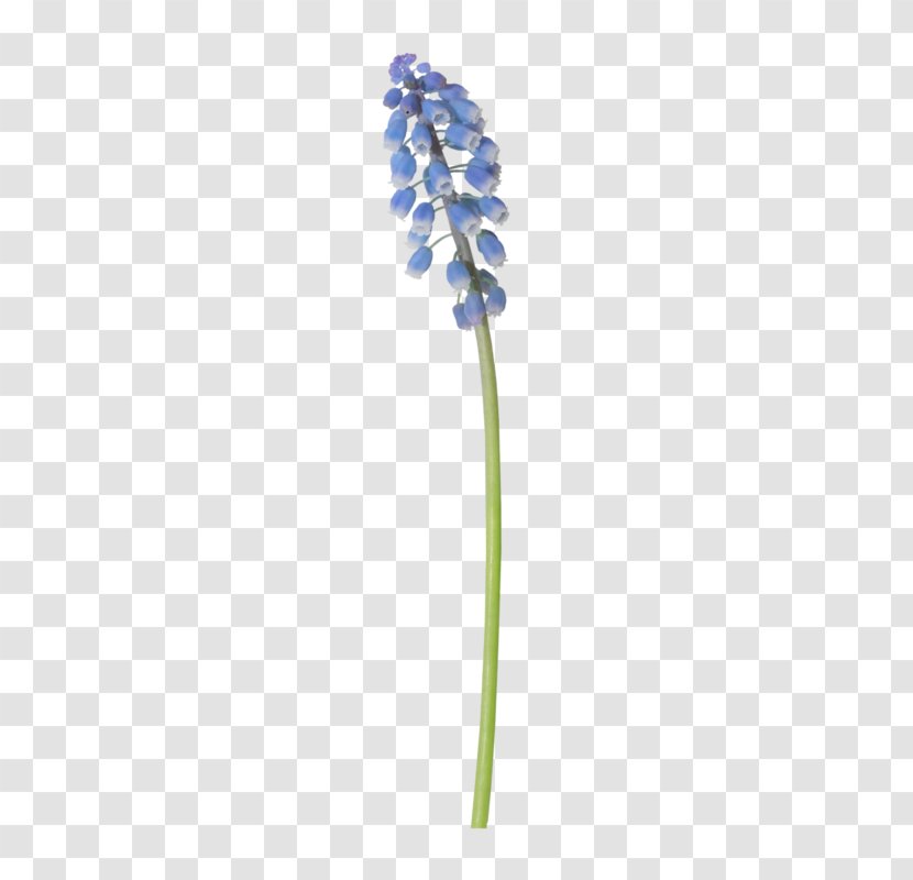 Flowering Plant Stem - Flower Transparent PNG