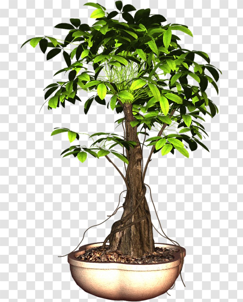Sageretia Theezans Flowerpot Plant Tree Transparent PNG