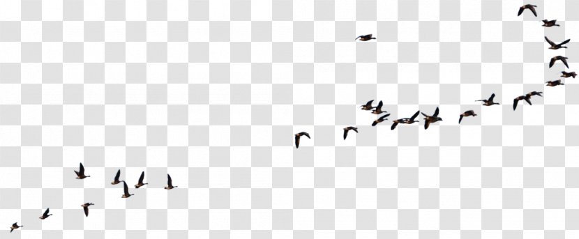 Bird Goose American Crow Flight Transparent PNG