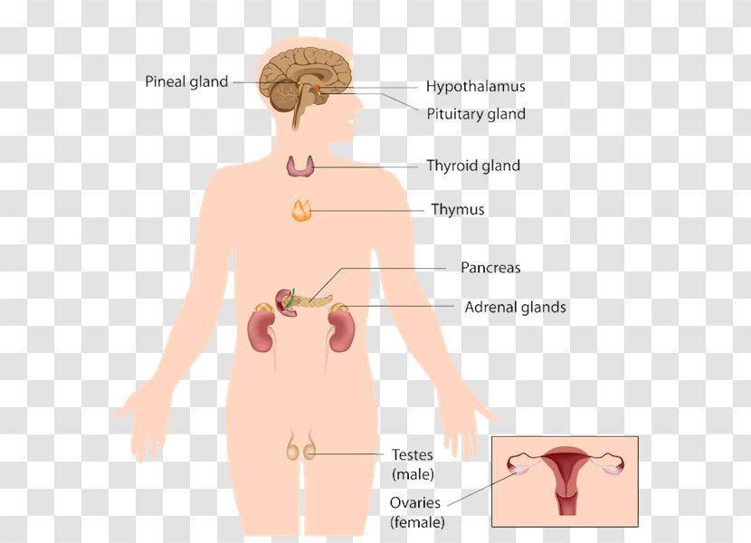 Endocrine Gland System Adrenal Human Body - Watercolor - Releasing And Inhibiting Hormones Transparent PNG