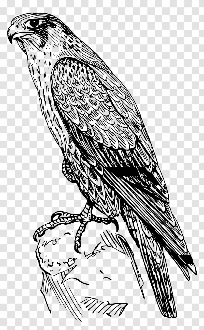 Bird Line Drawing - Wing - Red Shouldered Hawk Bobolink Transparent PNG