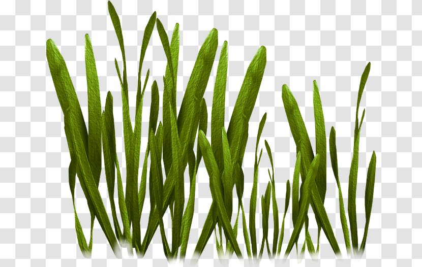 Tiff - Grass Family - Reed Transparent PNG