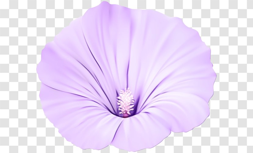 Lavender - Tree Mallow - Morning Glory Transparent PNG