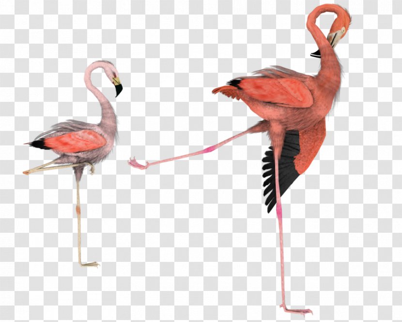 Bird Flamingo Art Clip - Beak Transparent PNG