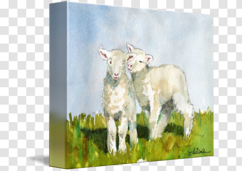Goat Cattle Sheep Caprinae Painting - Meadow - Watercolour Animals Transparent PNG