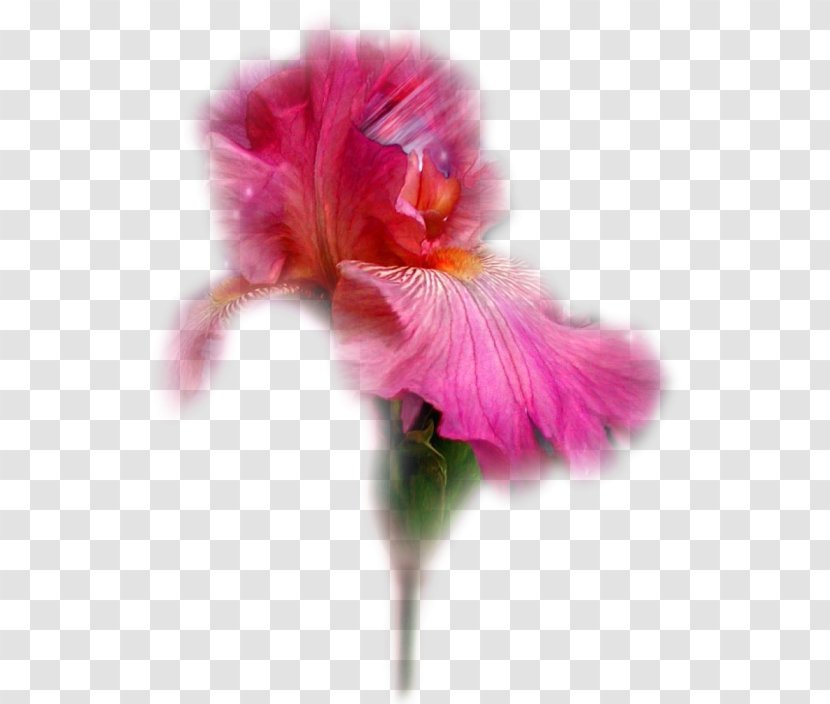 Flower Tulip Garden Roses Irises - Islam Floral Transparent PNG