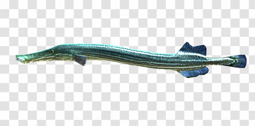 Trumpetfish Aulostomus Maculatus Water Oily Fish - A Lot Of People Transparent PNG