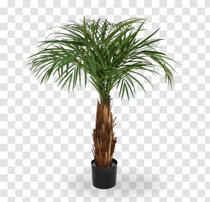 Arecaceae Trachycarpus Fortunei Chamaerops Canary Island Date Palm Areca - Cycad - Tree Transparent PNG