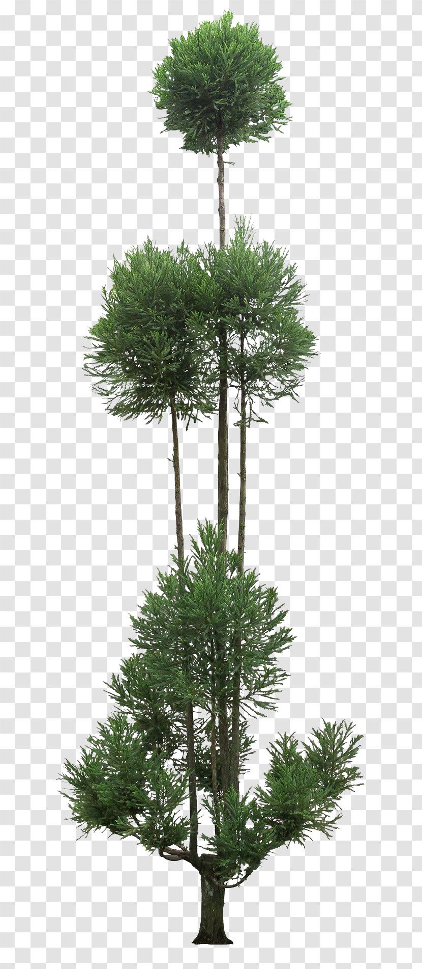 Family Tree Background - Lodgepole Pine - Houseplant Evergreen Transparent PNG