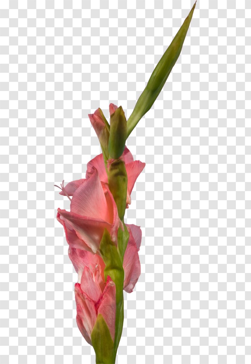 Gladiolus Cut Flowers Clip Art Petal - Pink Transparent PNG