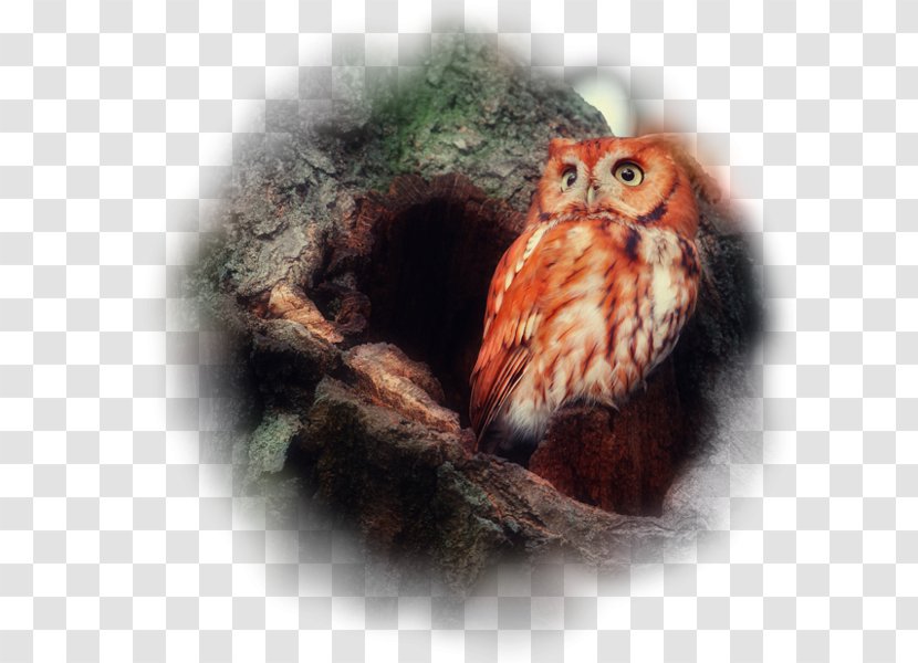 Bird Red Owl Barn Barn-owls Eurasian Eagle-owl - Great Horned Transparent PNG