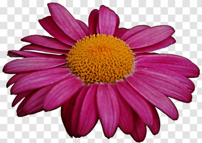 Marguerite Daisy Chrysanthemum Family Transvaal Coneflower - Oxeye Transparent PNG