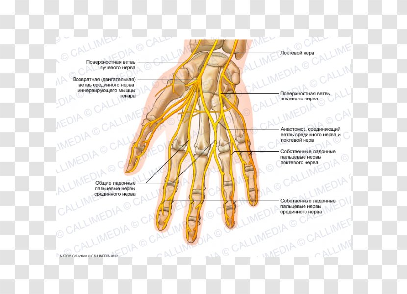 Ulnar Nerve Hand Human Anatomy Nervous System - Tree Transparent PNG