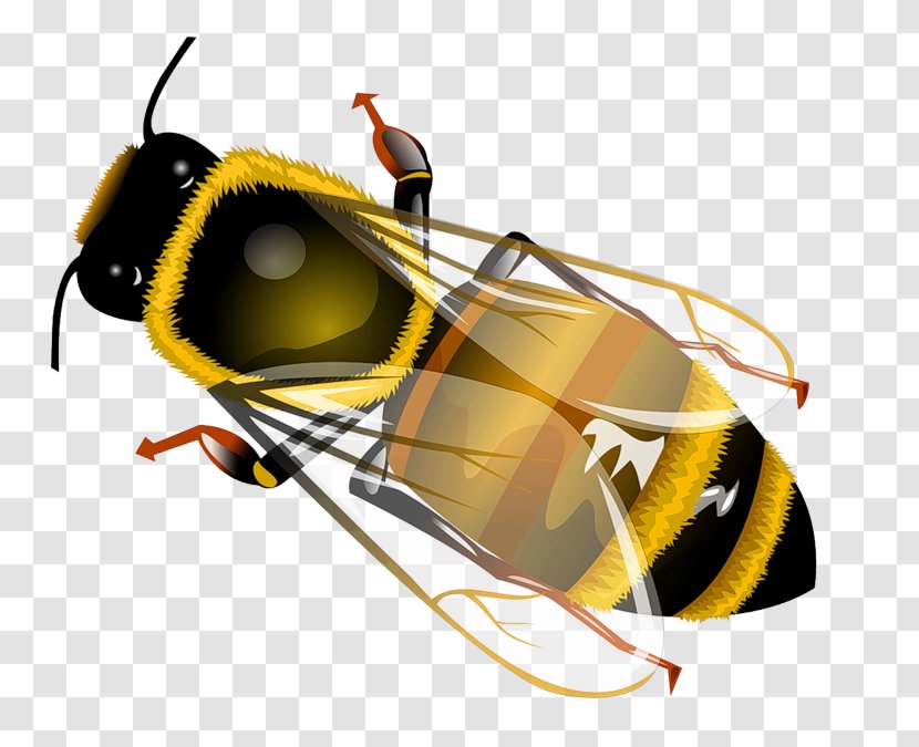 Western Honey Bee Insect Clip Art - Glasses - Pesky Flies Transparent PNG
