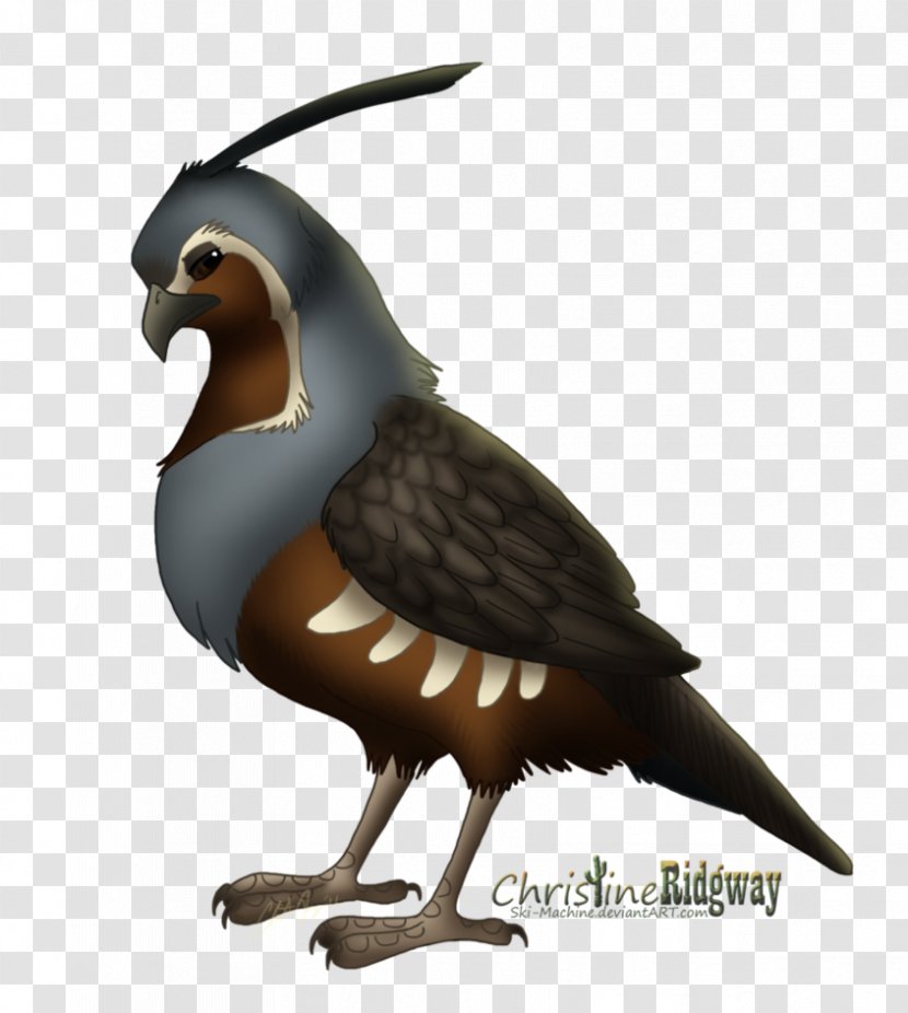 Mountain Quail Bird Drawing Clip Art - Fauna Transparent PNG