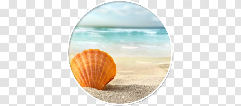 Seashell Desktop Wallpaper Sand Shell Beach Transparent PNG