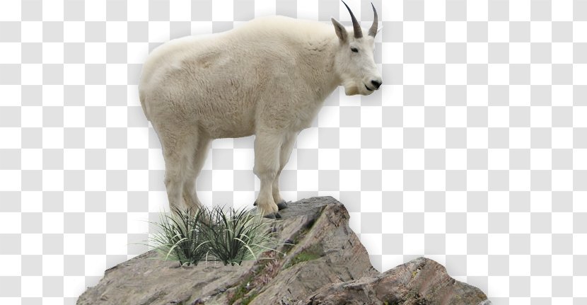 Mountain Goat Chamois Lake Chelan Animal Transparent PNG