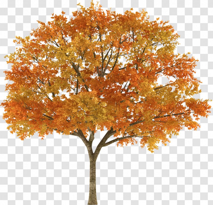 Tree Autumn Maple Stock Photography Branch - Top Transparent PNG