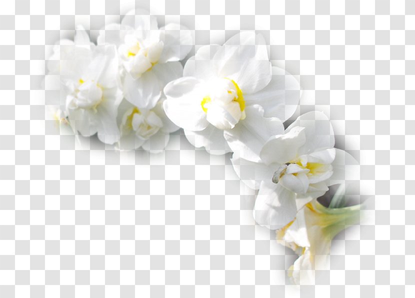 Cut Flowers Moth Orchids Petal Treulose Tomate - Subtitle - Flower Transparent PNG