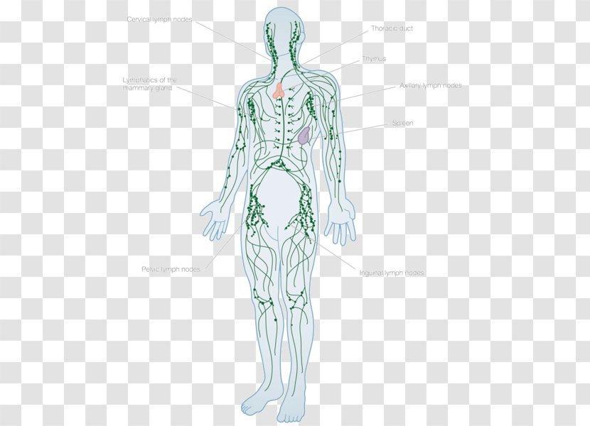 Lymphatic System Human Body Lymph Node Anatomy Vessel - Frame - Silhouette Transparent PNG