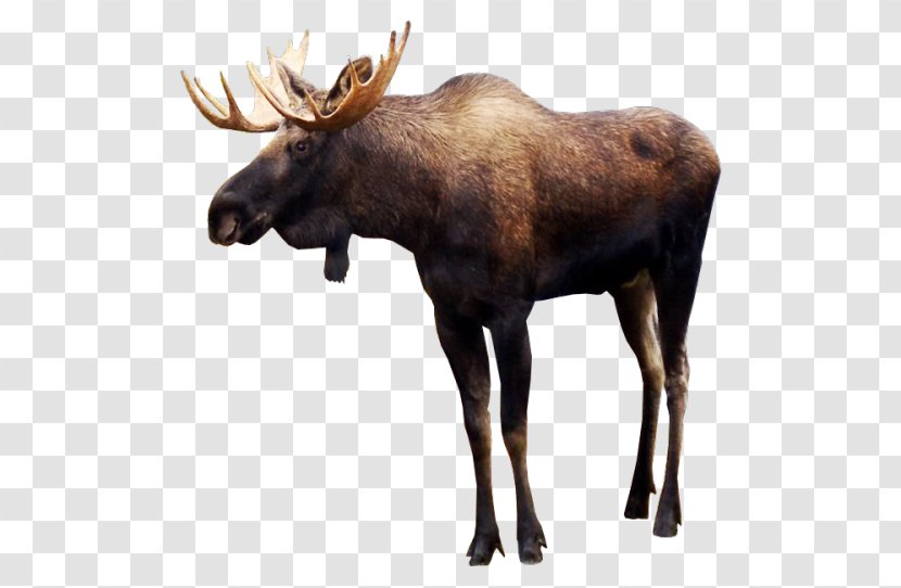 Moose Deer Clip Art - Fauna Transparent PNG