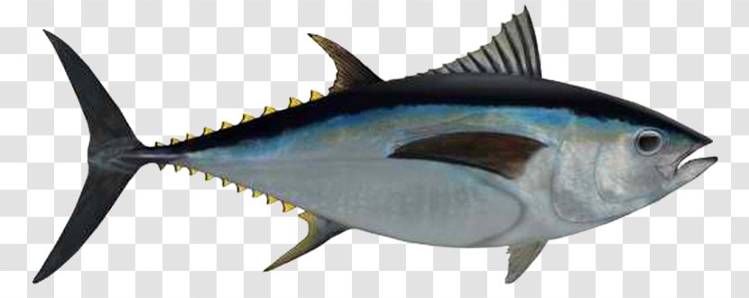 Bigeye Tuna Albacore Seafood Fishing Yellowfin - Atlantic Bonito - Ahi Photos Transparent PNG