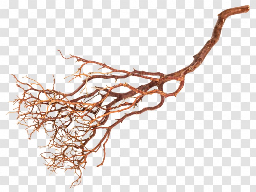 Twig Root Manzanita Tree Sweetgums - Discord Transparent PNG