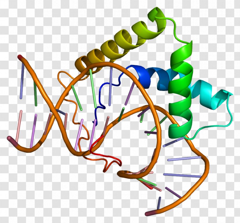 Lymphoid Enhancer-binding Factor 1 Protein Wnt Signaling Pathway Microphthalmia-associated Transcription - Watercolor - Cartoon Transparent PNG