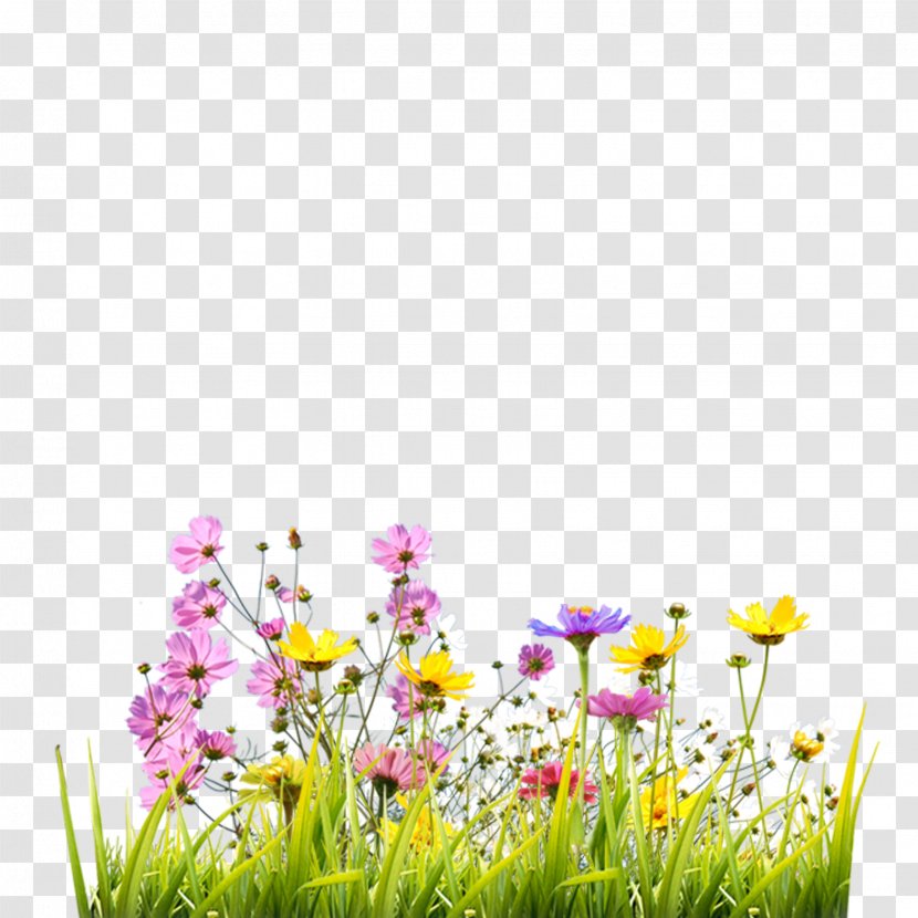 Gerbera Jamesonii Flower Computer File - Meadow Transparent PNG