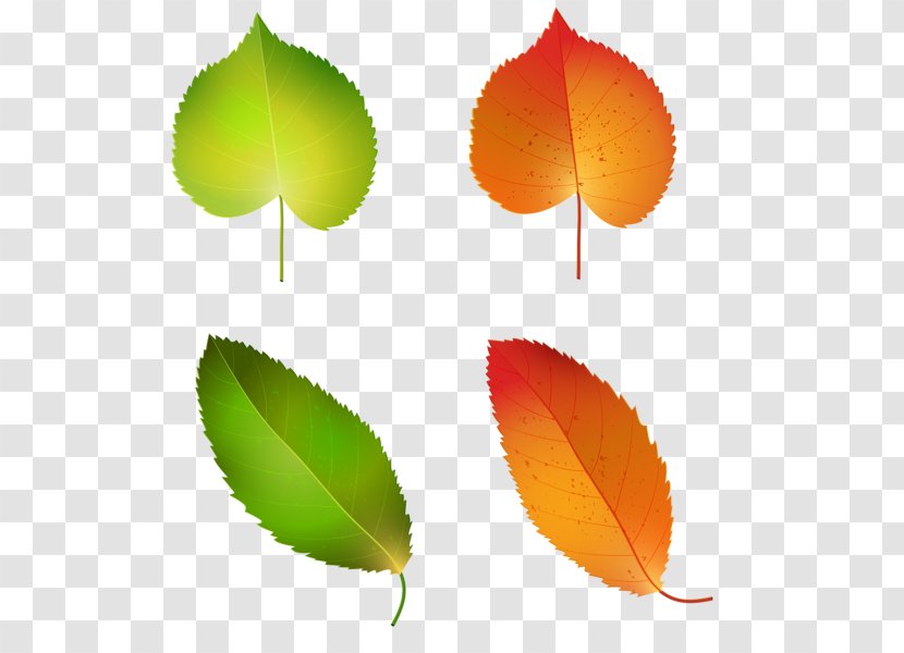 Autumn Leaf Color Green Clip Art - Plant - Fall Transparent PNG