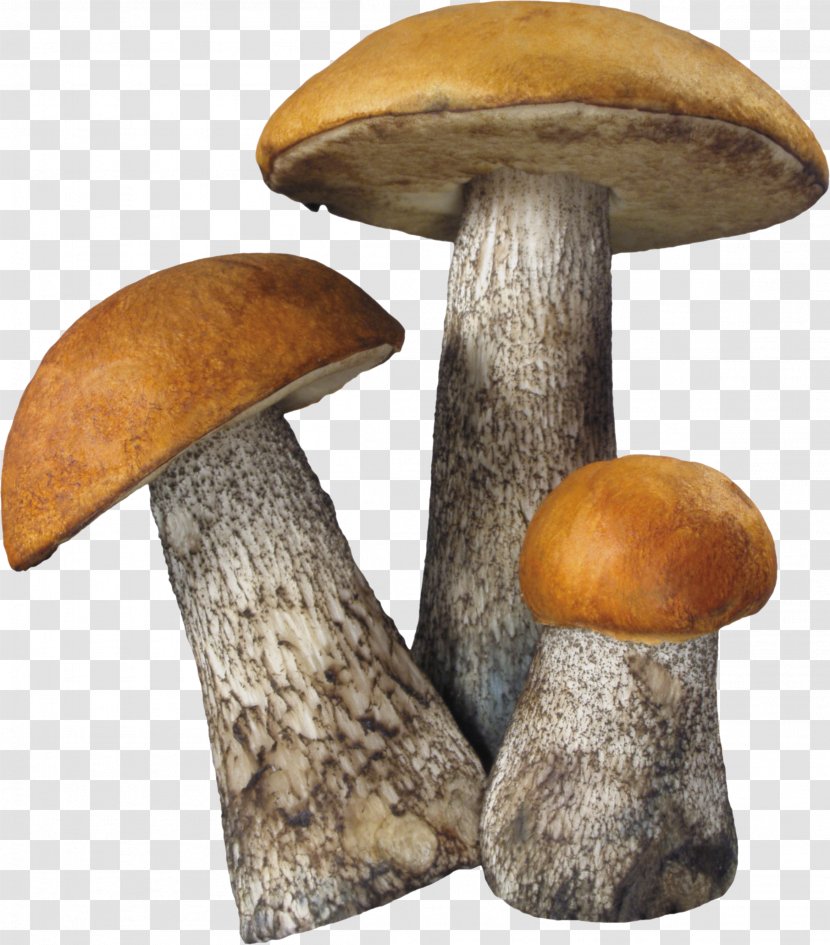 Fungus Death Cap Aspen Mushroom - Product Design - Image Transparent PNG