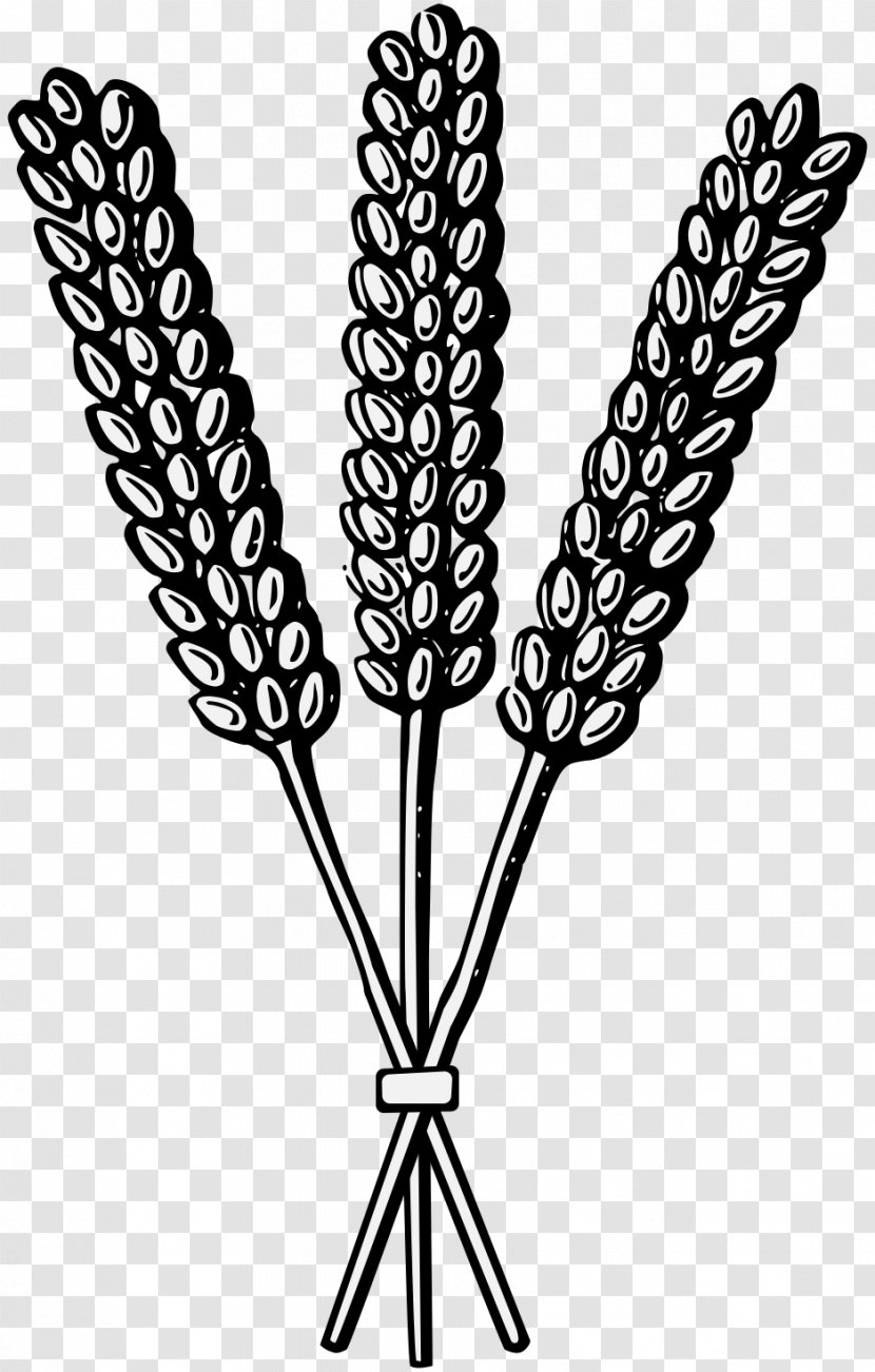 Sheaf Wheat Heraldry Cereal PDF - Charge Transparent PNG