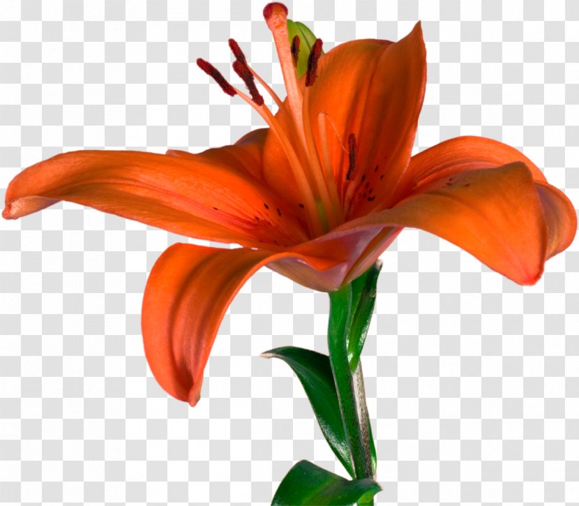 Cut Flowers Lilium Bulbiferum Daylily - Flowering Plant - Lilly Transparent PNG