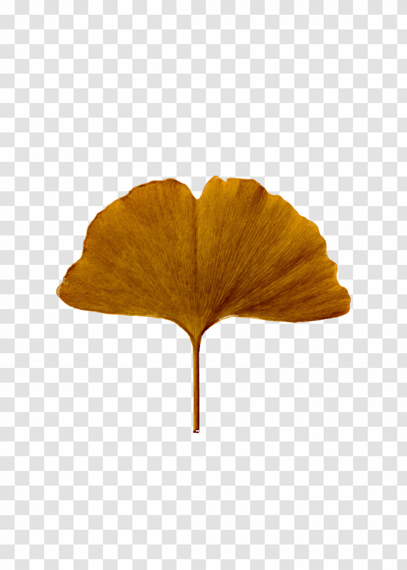 Leaf Petal Plant Structure Plants Biology Transparent PNG