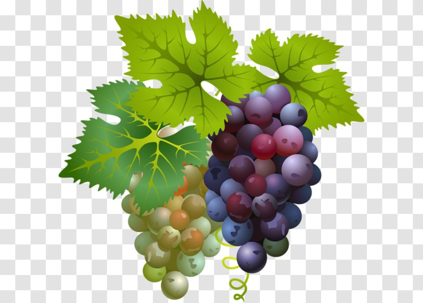 Art Painting - Currant Transparent PNG