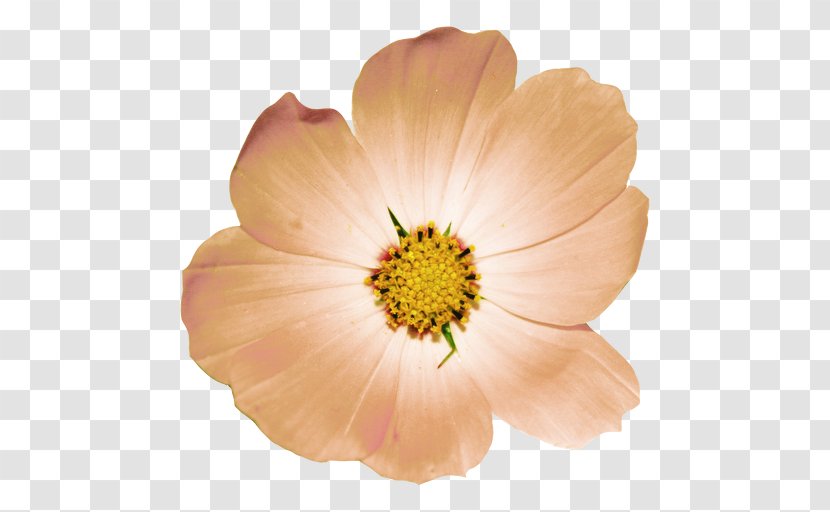 Garden Cosmos Rose Family M Invest D.o.o. Peach - Etcetera Icon Transparent PNG