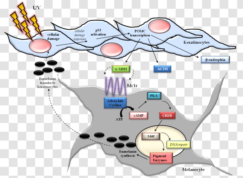 Melanocyte-stimulating Hormone Melanocortin 1 Receptor Cell Melanosome - Flower - Xeroderma Pigmentosum Transparent PNG