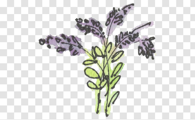 English Lavender French Drawing Clip Art - Herb Transparent PNG