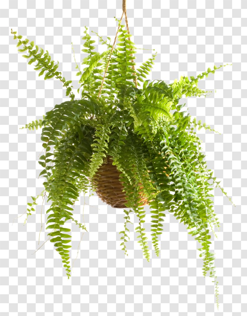 Sword Fern Houseplant Shrub - Plant Transparent PNG