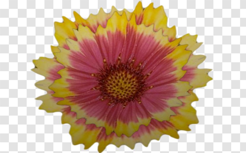 Transvaal Daisy Chrysanthemum Close-up Transparent PNG