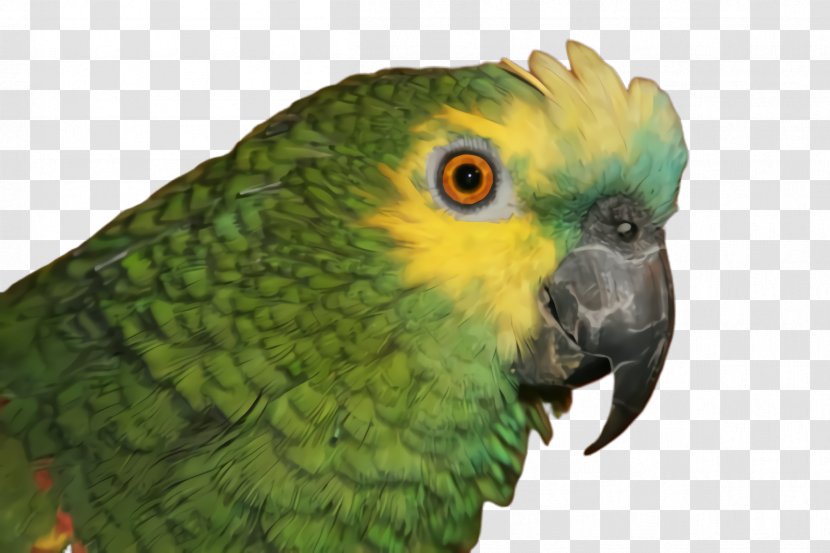 Colorful Background - Parrot - Wildlife Adaptation Transparent PNG