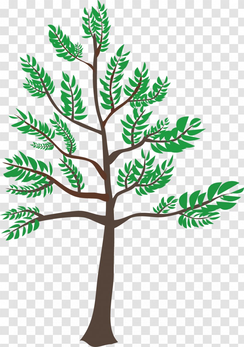 Cedar Center Clip Art - Woody Plant - Vector Transparent PNG