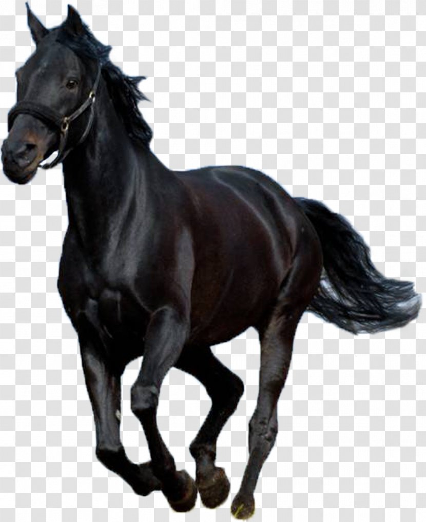 Thoroughbred Andalusian Horse Friesian Stallion Lipizzan - Mustang Transparent PNG