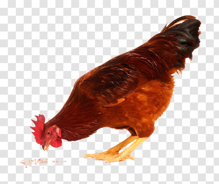 Chicken KFC Stock Photography Royalty-free - Kfc Transparent PNG