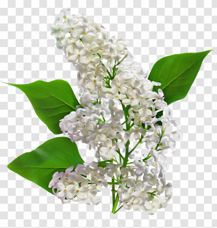 Flower Lilac Lilac Plant Lily Of The Valley Transparent PNG
