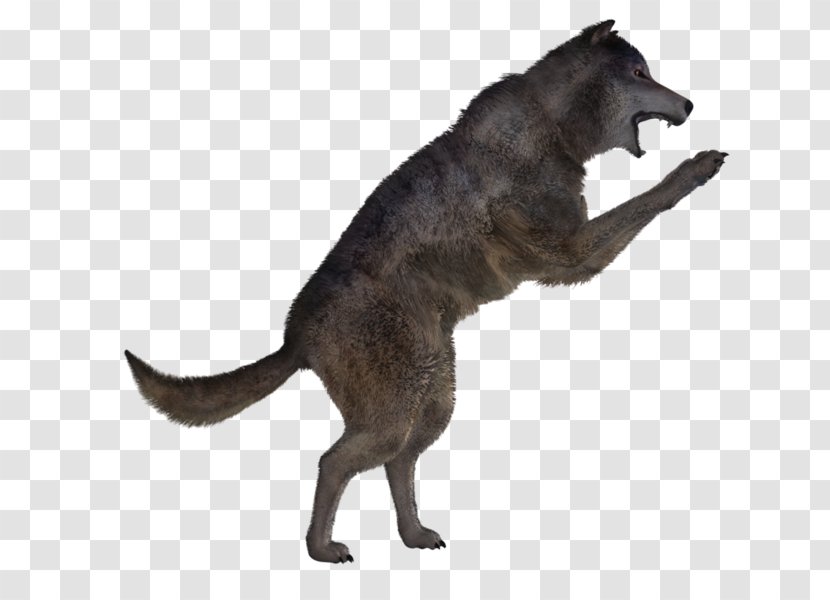 Dog Canidae Fur - Cat Transparent PNG