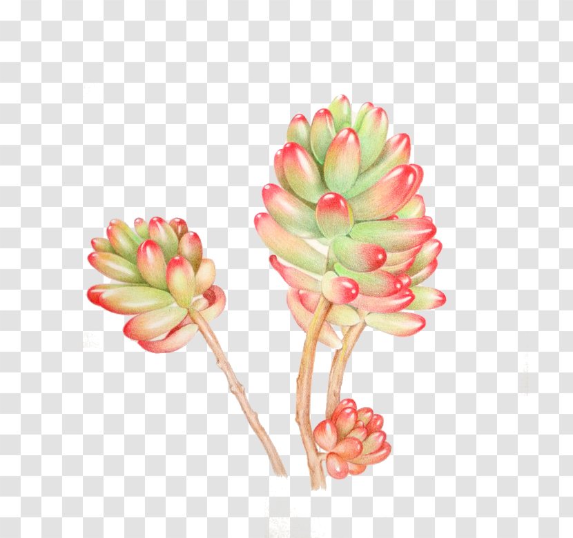 Succulent Plant Watercolor Painting Transparent PNG